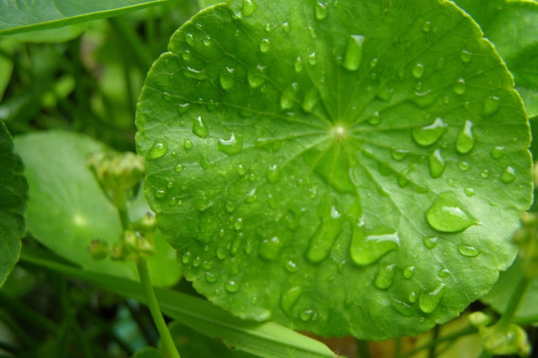 Centella Asiatica: Warum Cica einer der wirksamsten beruhigenden Wirkstoffe ist
