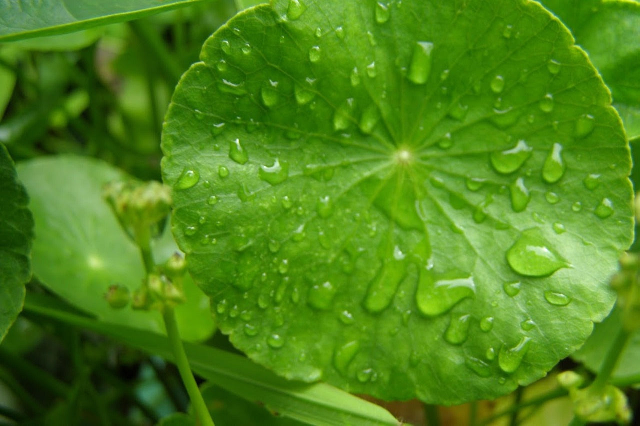 Centella Asiatica: Warum Cica einer der wirksamsten beruhigenden Wirkstoffe ist