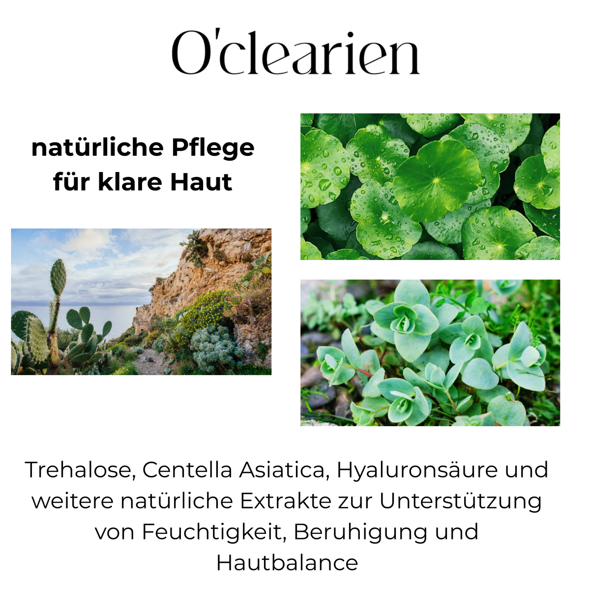 O’clearien Markenübersicht mit grünen Centella-Asiatica-Blättern, Sukkulenten und einer felsigen Landschaft mit Kakteen sowie Informationen zu natürlichen Hautpflegewirkstoffen.